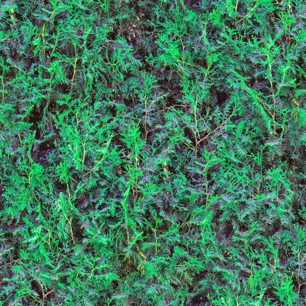Seamless green grass background. Seamless grass. Fresh green grass moss floor garden texture background. Nature backdrop. Green grass seamless pattern