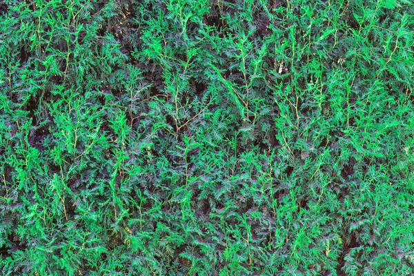 Green grass background. Fresh green grass moss floor garden texture background. Nature backdrop. Green grass seamless pattern.