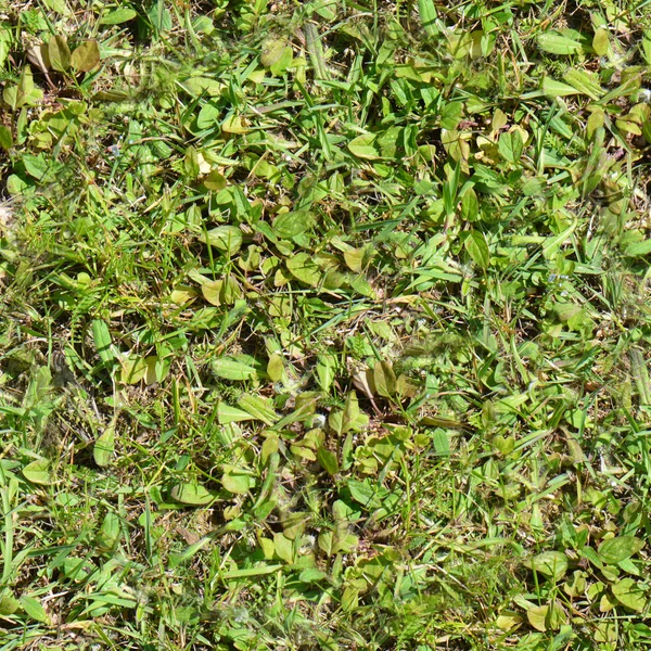 Безшовна трава. Свіжа зелена трава мох підлоги садова текстура фон — стокове фото