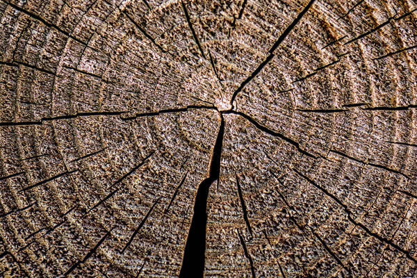 Trozo redondo de tocón de madera cortado con anillos de árboles envejecidos. Textura de madera vieja con grietas y corteza —  Fotos de Stock