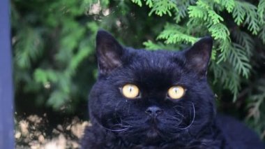 Açık sarı gözlü kara kedi. Kara kedi dışında çevreleyen izlerken çimenlerin üzerinde yatıyor. Selkirk rex.