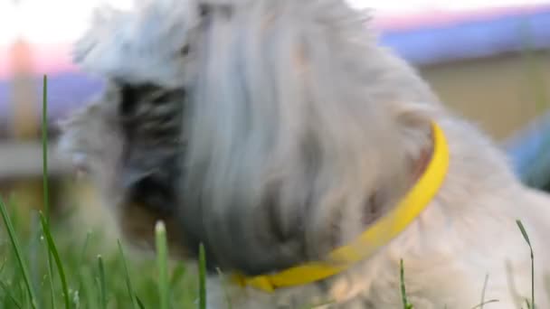 Pes shih-tzu. pes hlodá kost. — Stock video