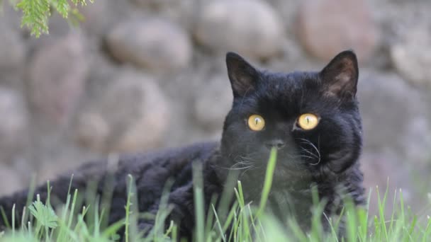 Gato negro con ojos amarillos al aire libre. Gato negro yace afuera en la hierba observando los alrededores. Selkirk rex . — Vídeos de Stock