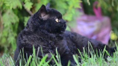 Açık sarı gözlü kara kedi. Kara kedi dışında çevreleyen izlerken çimenlerin üzerinde yatıyor. Selkirk rex