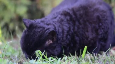 Açık sarı gözlü kara kedi. Kara kedi dışarıda çimenlerin üzerinde yatıyor. Bahçede çim yeme Selkirk rex kedi