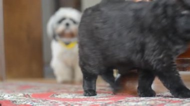 Siyah kedi ve köpeği evde