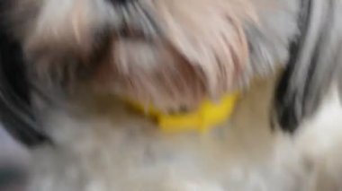 onun pençe köpek yalıyor