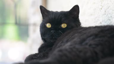 Açık sarı gözlü kara kedi. Siyah kedi yalanlar dışında balkonda izliyor. Selkirk rex