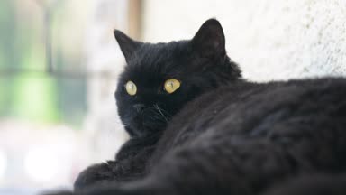 Açık sarı gözlü kara kedi. Siyah kedi yalanlar dışında balkonda izliyor. Selkirk rex
