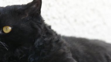 Açık sarı gözlü kara kedi. Siyah kedi yalanlar dışında balkonda izliyor. Selkirk rex