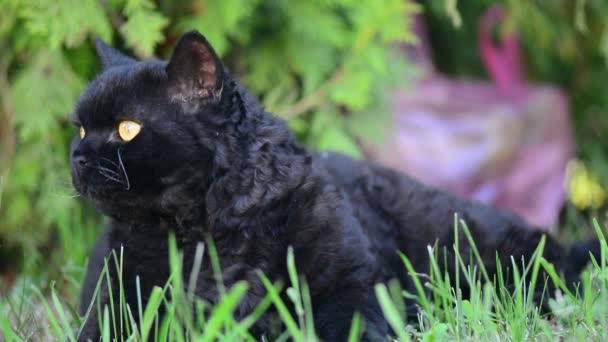 Чёрный кот с жёлтыми глазами снаружи. Черная кошка лежит снаружи на траве, наблюдая за окружающей средой. Селтик рекс — стоковое видео