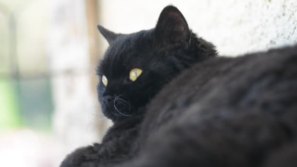 Açık sarı gözlü kara kedi. Siyah kedi yalanlar dışında balkonda izliyor. Selkirk rex — Stok video