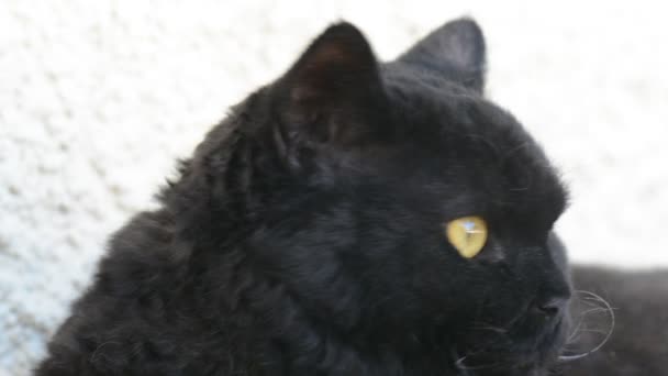 Чёрный кот с жёлтыми глазами снаружи. Черная кошка лежит на балконе и смотрит. Селтик рекс — стоковое видео