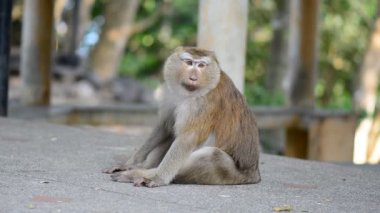 Maymun etrafa park ayarında