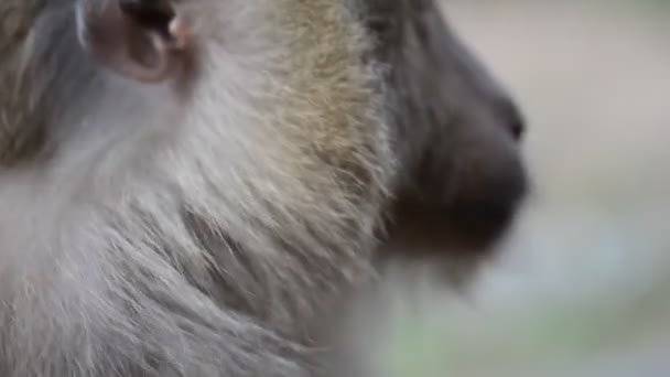 Divertido mono macaco pica y rasca su piel y vello corporal en la naturaleza salvaje — Vídeos de Stock