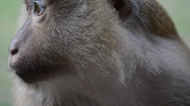 Макак обезьяна крупным планом видео — стоковое видео