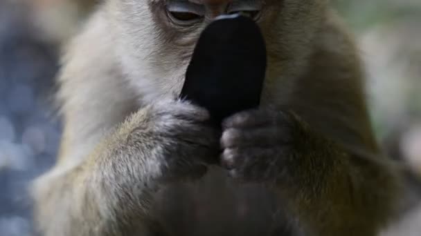 El mono come fruta. Macaco mono primer plano vídeo . — Vídeo de stock