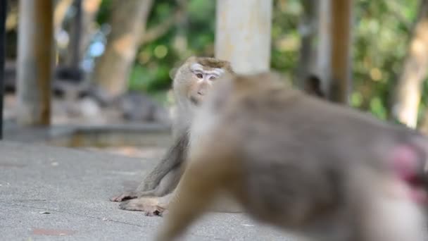 Affe in der Parkanlage, schaut sich um — Stockvideo