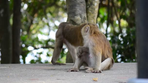 Makaken helfen anderen Affen Flöhe aus dem Fell zu säubern. Erstaunliches Verhalten der Tiere — Stockvideo