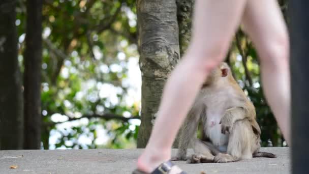 Affe in der Parkanlage, schaut sich um. — Stockvideo