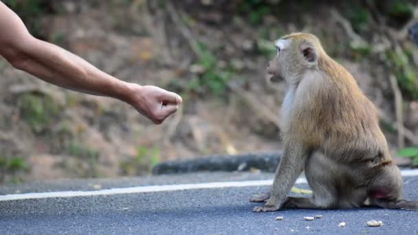 Mono toma una nuez de las manos de un hombre — Vídeo de stock
