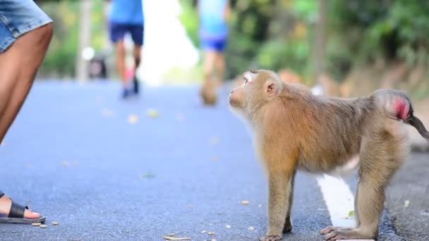 Macaco tira uma noz das mãos de um homem — Vídeo de Stock