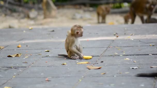 Niedliche Kleine Äffchen Affenbaby Jungtier Eines Affen — Stockvideo