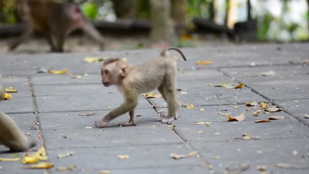 Macaquinho giro. Macaco bebé. Filhote de um macaco — Vídeo de Stock