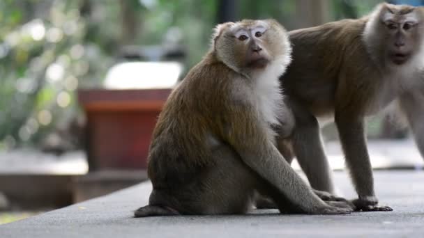 Macaque ajudando outro macaco a limpar as pulgas da pele. Comportamento animal incrível — Vídeo de Stock