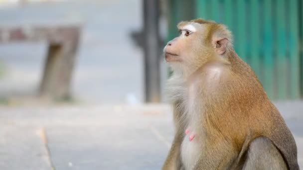 Opice má ořech z rukou dívky — Stock video