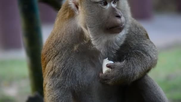Большая Макаковая Обезьяна ест фрукты. макак обезьяна крупным планом видео — стоковое видео