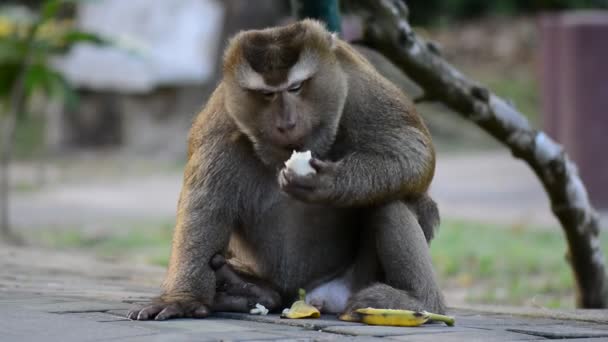 Big Macaque Monkey come fruta. macaco mono primer plano vídeo — Vídeos de Stock