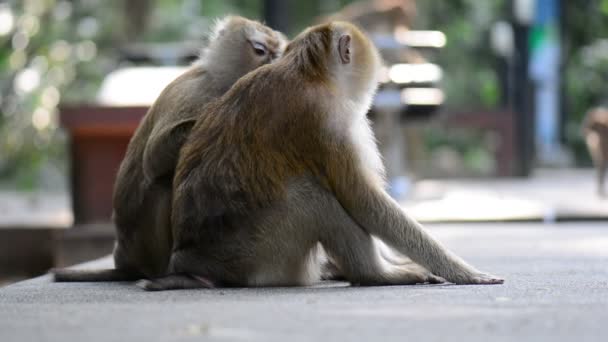 Macaque assisting other monkey to clean fleas from fur. Amazing animal behavior — Stock Video