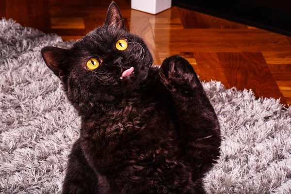 Funny black cat asking for a food. Hungry black cat licking his lips