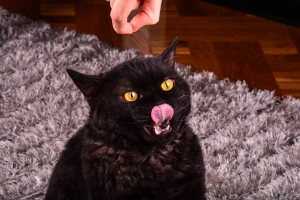 Funny black cat asking for a food. Hungry black cat licking his lips.