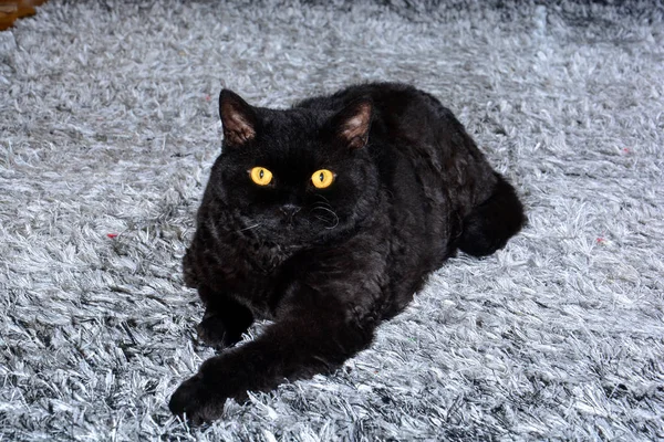 Svart katt ligger på mattan i huset — Stockfoto