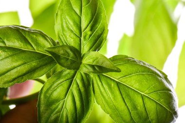 Stüdyo çekim taze yeşil fesleğen bitki yaprak beyaz zemin üzerine kapatın. Tatlı Cenevizli fesleğen