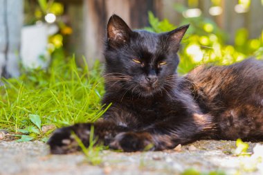 Siyah bir kedi köy yere yatıyor