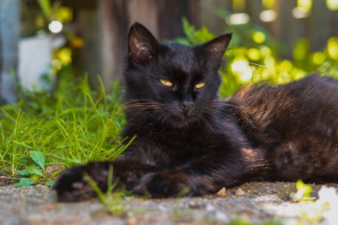 Siyah bir kedi köy yere yatıyor