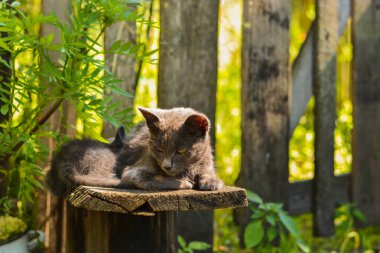 Gri kedi çit yakınındaki köydeki.