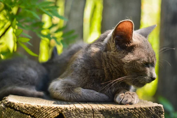Gri kedi çit yakınındaki köydeki.