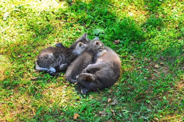 Cat feeding kittens lying on grass street cats.