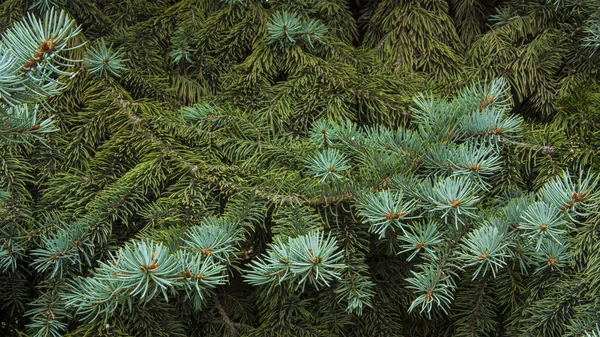 pine, fir or spruce evergreen branches wallpaper