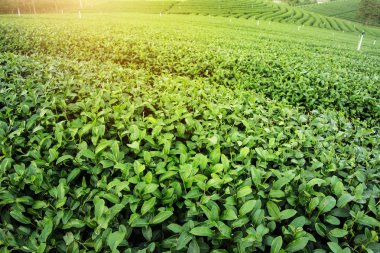 Yeşil çay Bahçe peyzaj sunset hill ekimi