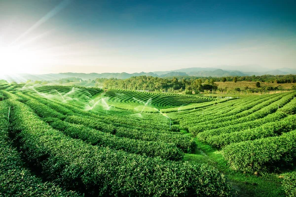 Yeşil çay Bahçe peyzaj sunset hill ekimi