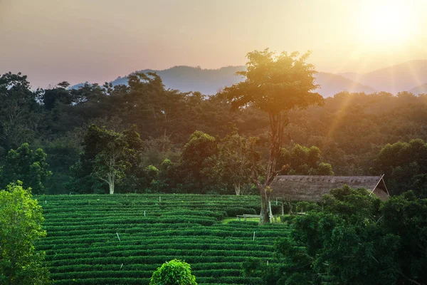 Yeşil Çay Bahçe Peyzaj Sunset Hill Ekimi — Stok fotoğraf