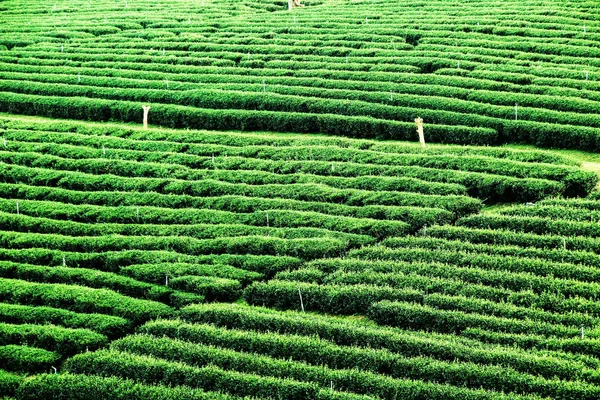 Green Tea Garden Landscape Sunset Hill Cultivation — Stock Photo, Image