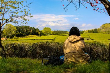 Shizuoka, obuchi sasaba, Japonya açık gökyüzü ile Fuji Dağı bakan arka çay plantasyon