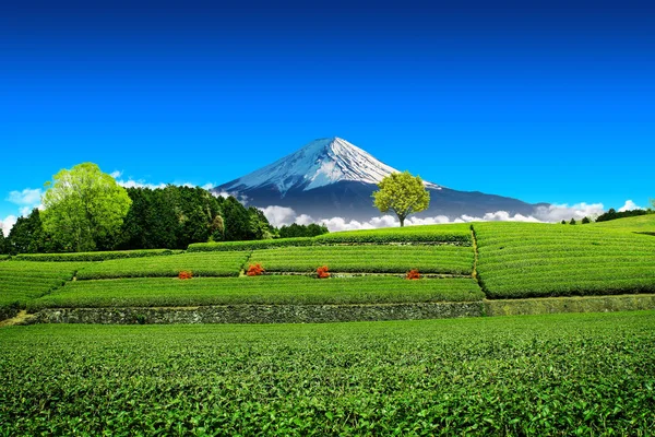 Shizuoka, obuchi sasaba, Japonya açık gökyüzü ile Fuji Dağı bakan arka çay plantasyon