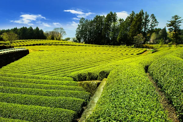 Tea Plantation Back Overlooking Mount Fuji Clear Sky Shizuoka Obuchi — Stock Photo, Image